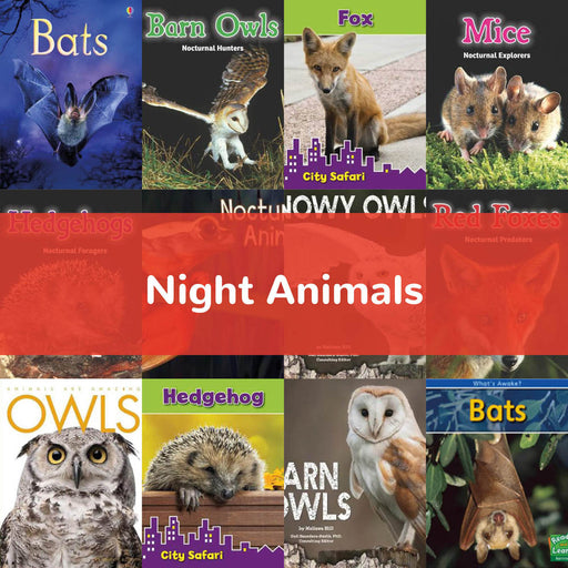 Night Animals | KS1 Science