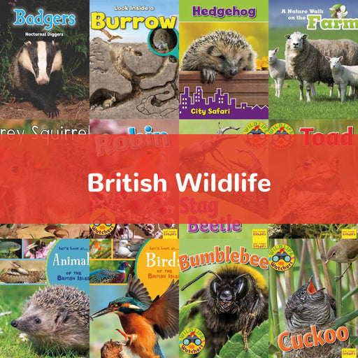 British Wildlife | KS1 Science